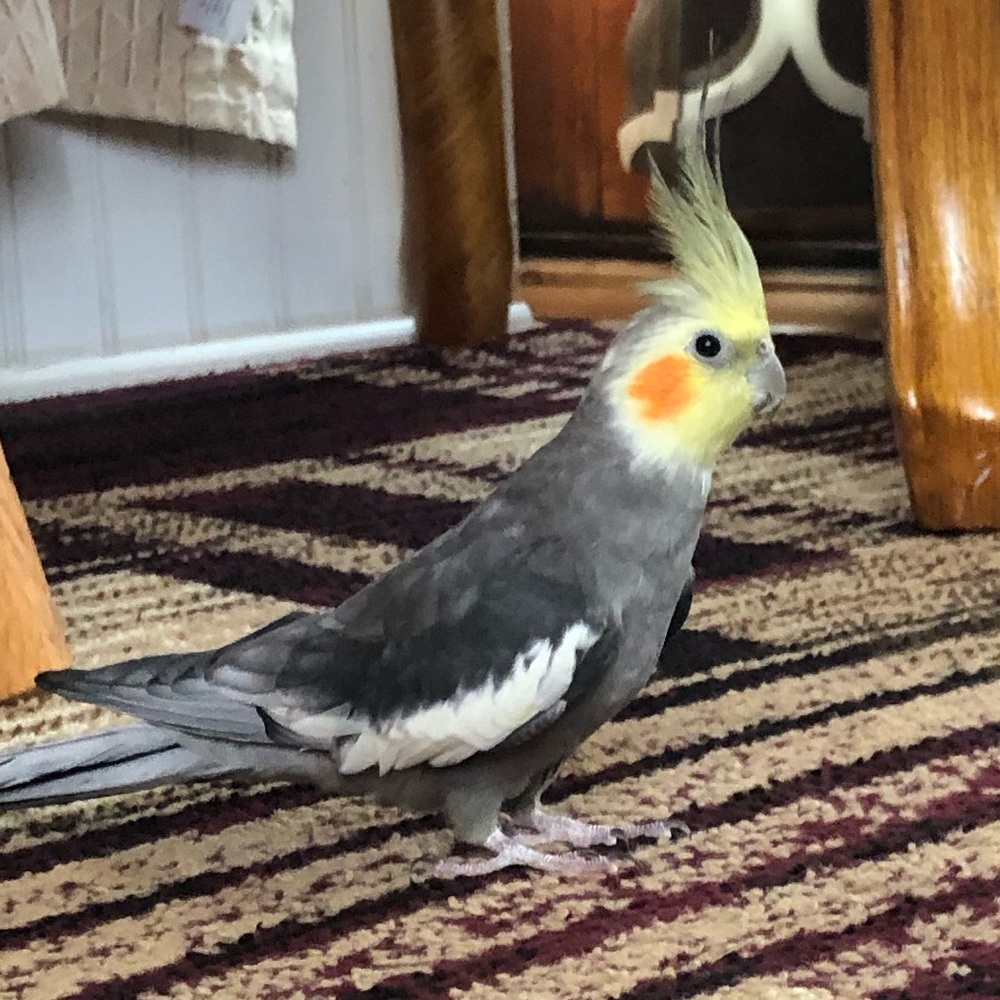 Meet your Posher, Hector